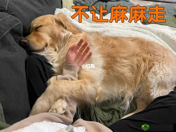 我和我家大金毛被卡住了,该如何自救