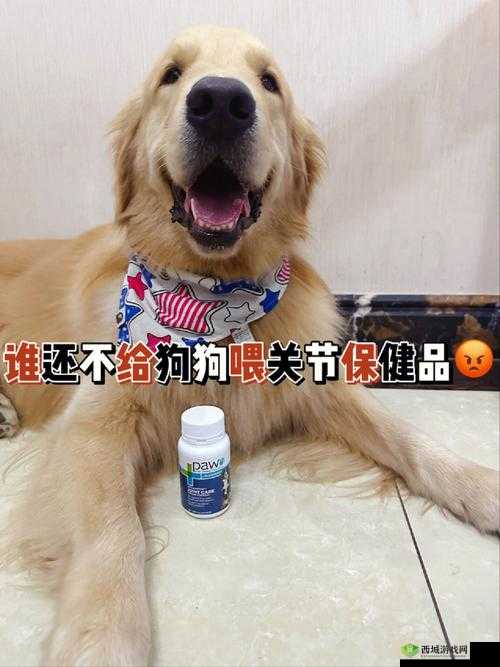 人狗胶配方大全狗狗一天吃多少:详细解读与具体分析