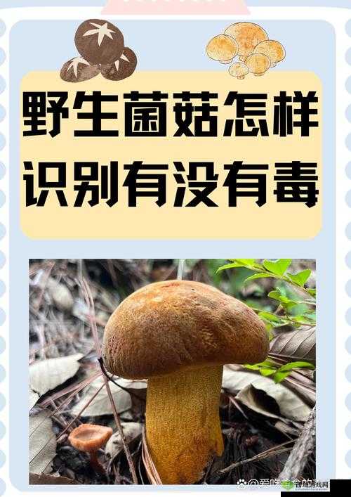 老牛嫩草一二三产品区别蘑菇视频版本升级完成:全新体验震撼来袭