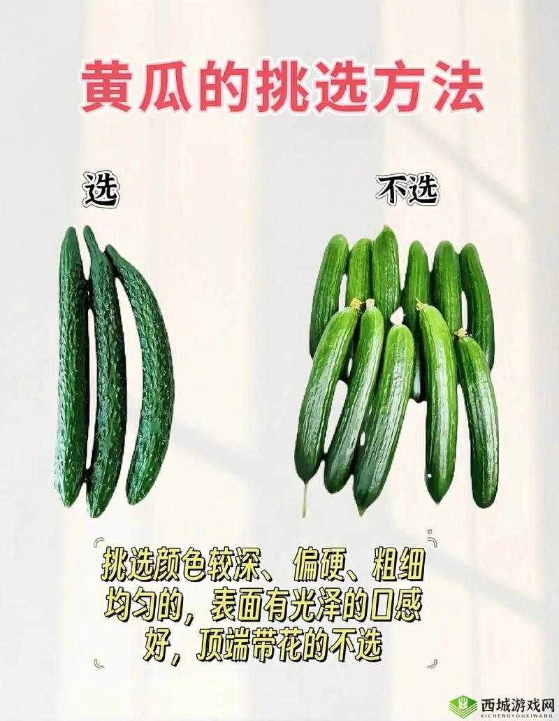 香蕉黄瓜丝瓜樱桃在线观看指南:如何挑选新鲜果蔬与实用视频教程推荐 解析:完整包含关键词香蕉黄瓜丝瓜樱桃在线观看,通过如何挑选引发用户好奇,结合新鲜果蔬与实用视频教程拓宽搜索场景,使用指南和推荐提升可信度,同时加入2023增强时效性,符合百度SEO的语义关联原则整体结构兼顾生活技巧与观看需求,自然融入长尾词,既满足用户实际需求又提高关键词匹配度